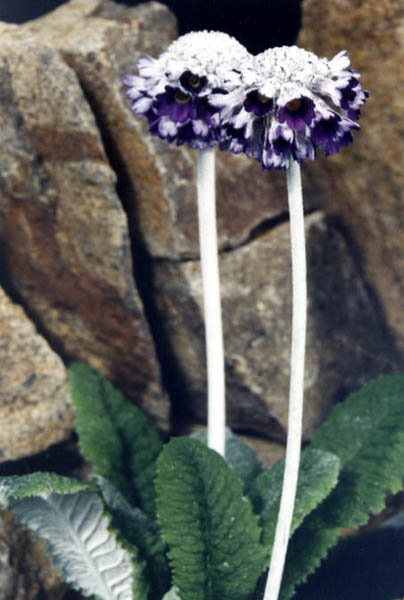 Primula capitata ssp mooreana in bloom in the moist alpine meadows of Bhutan